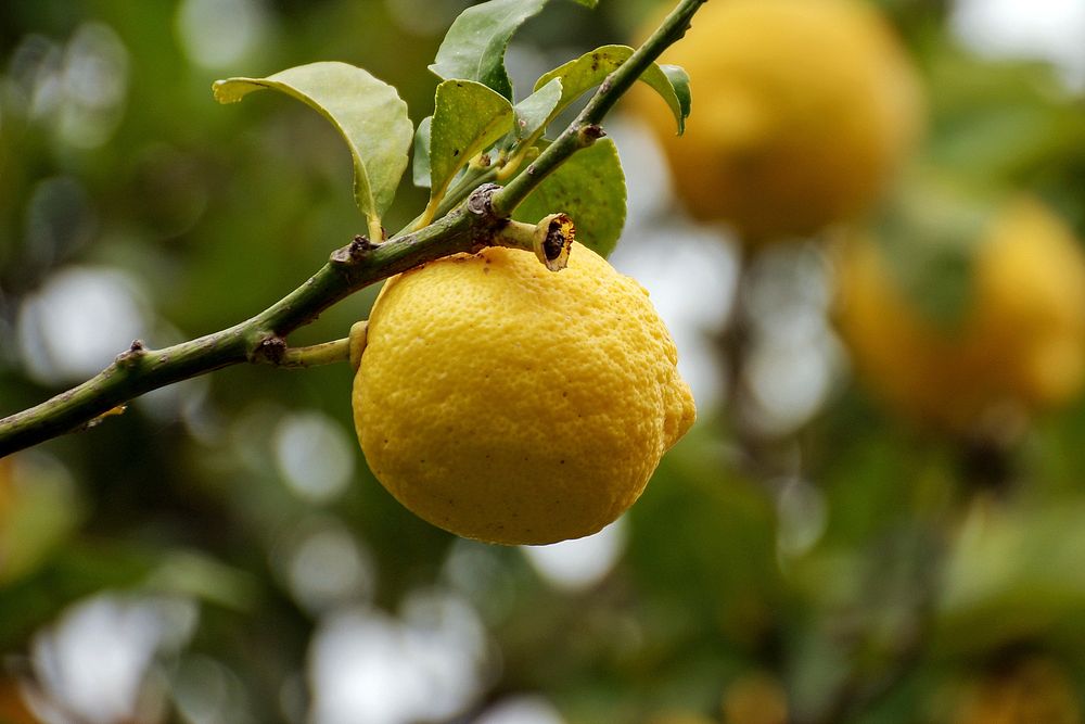 Yellow lemon growing on tree. Free public domain CC0 image.