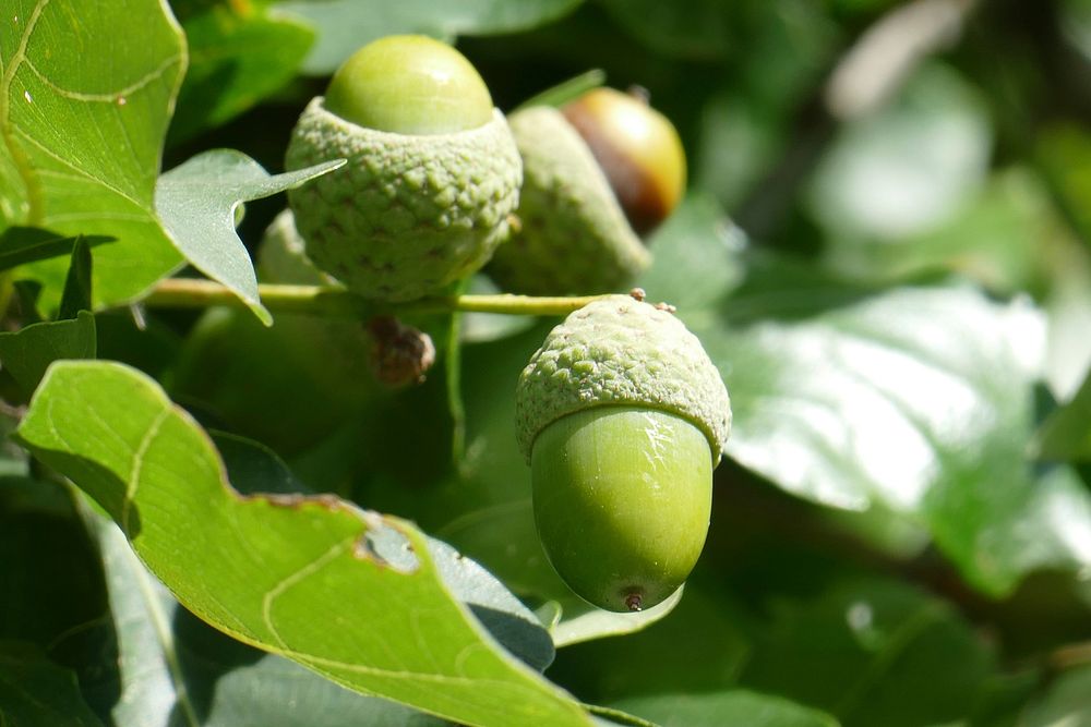 Closeup on green acorns in tree. Free public domain CC0 photo.