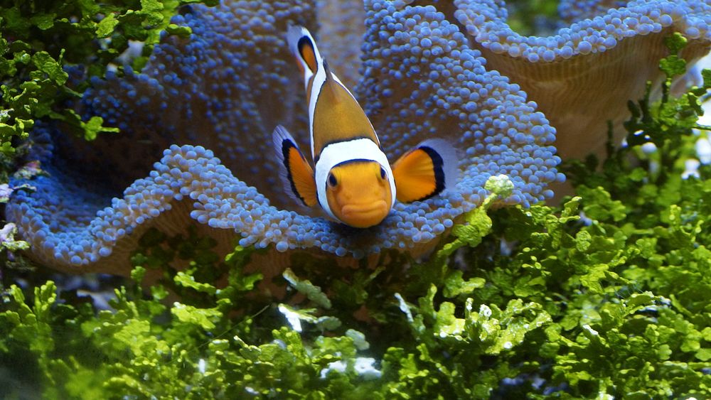 Clownfish near a coral reef. Free public domain CC0 photo.