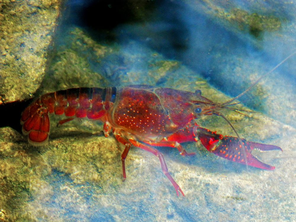 Red lobster close up. Free public domain CC0 image.
