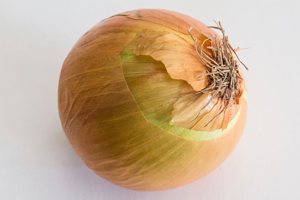 Fresh onion. Free public domain CC0 image