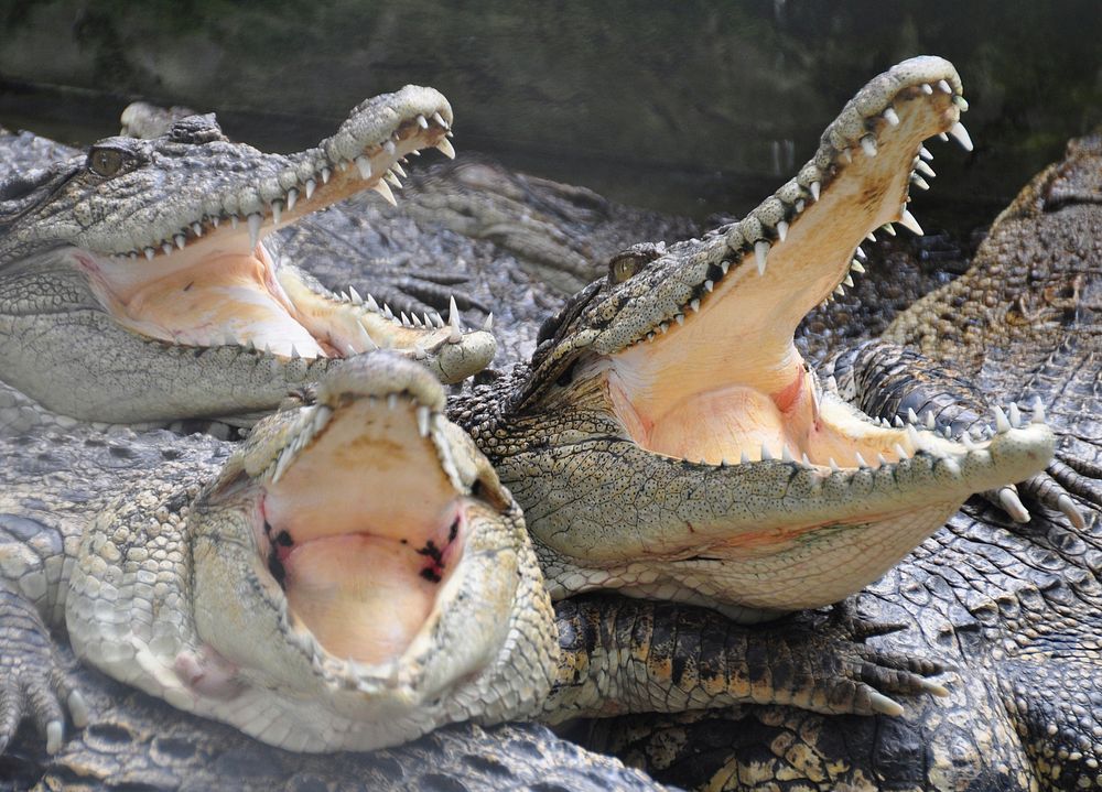 Reptile animal, crocodile, wildlife. Free public domain CC0 image