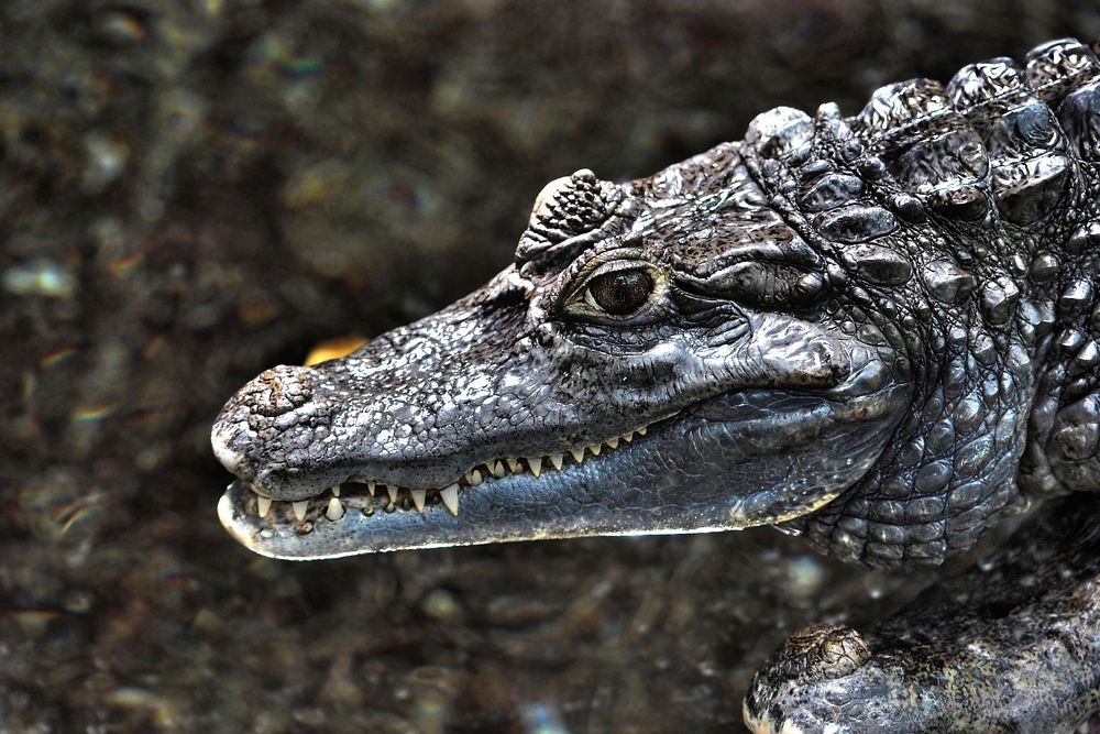 Reptile animal, crocodile, wildlife. Free public domain CC0 image