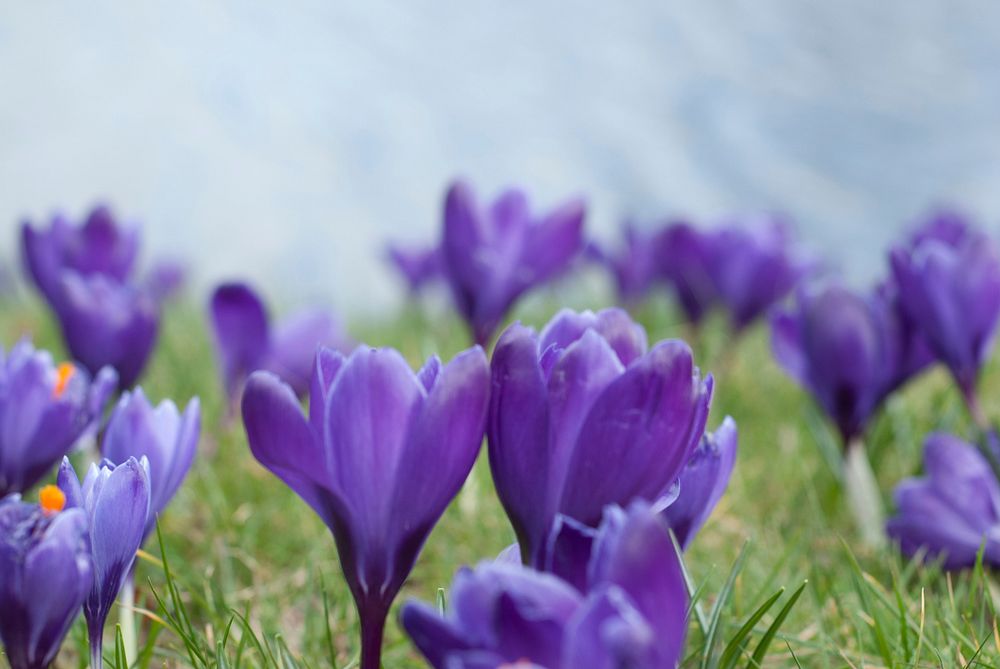 Purple crocus background. Free public domain CC0 photo.
