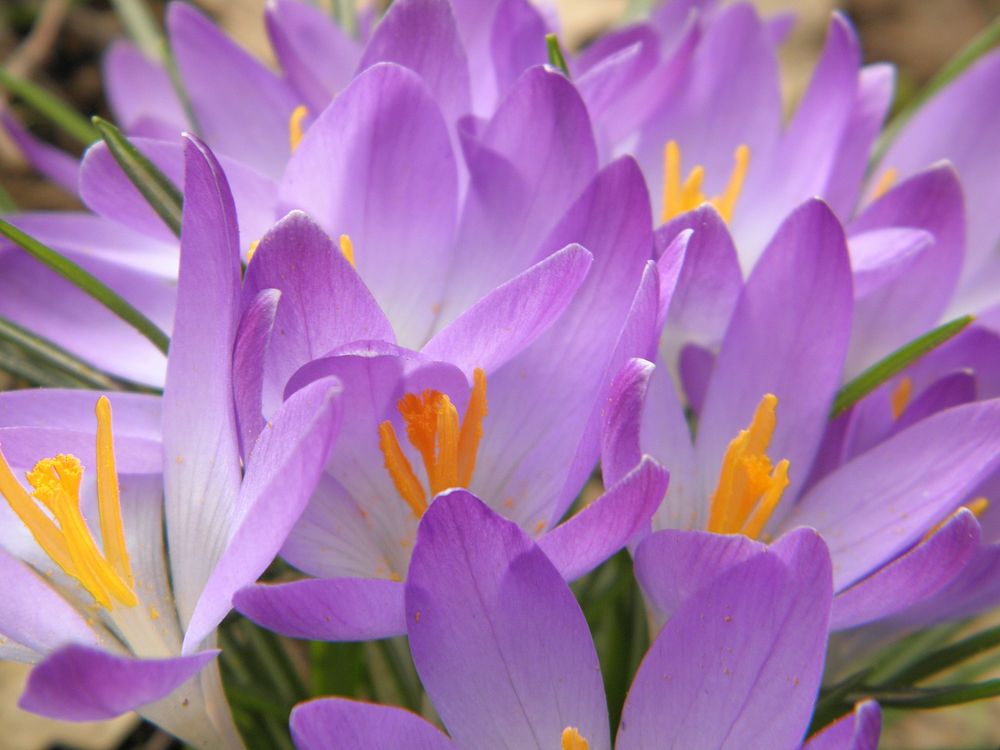 Purple flower. Free public domain CC0 photo.