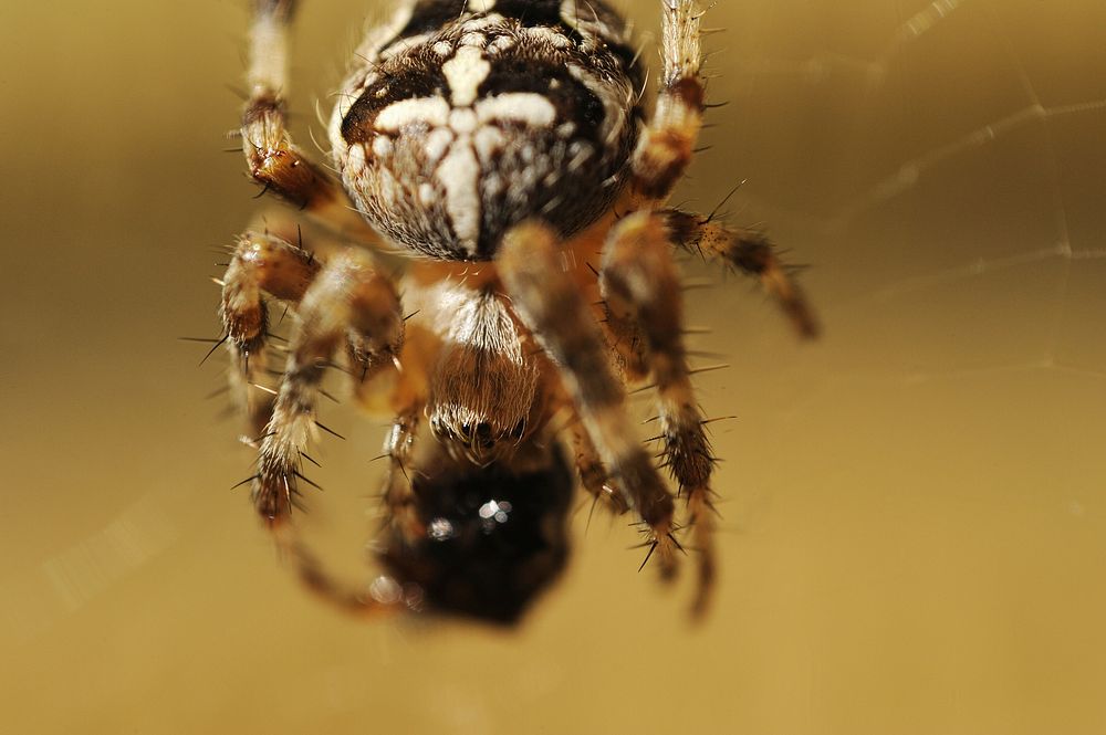 Spider in nature, animal photography. Free public domain CC0 image.