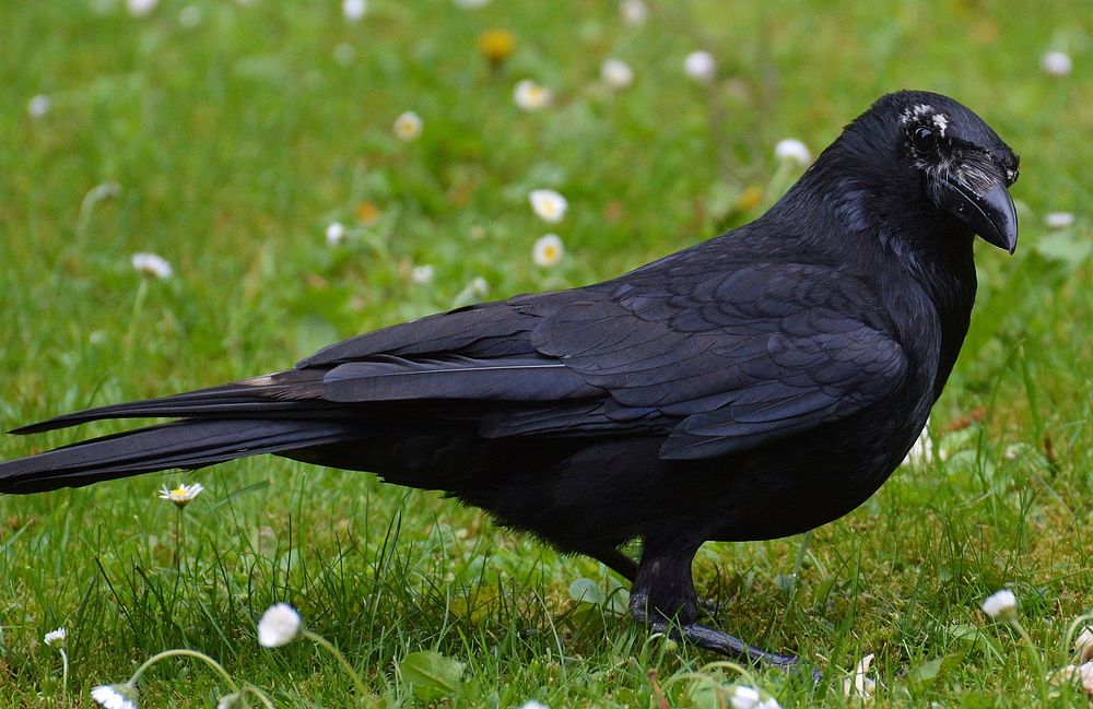 Raven bird, animal photo. Free public domain CC0 image.