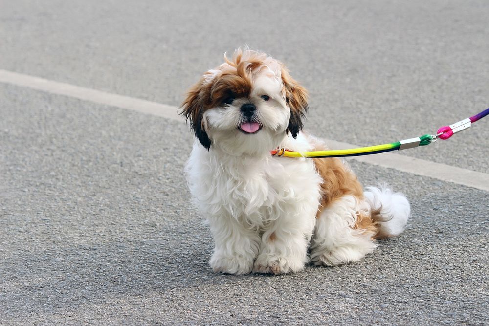 White & brown dog with leash sitting on street. Free public domain CC0 photo.