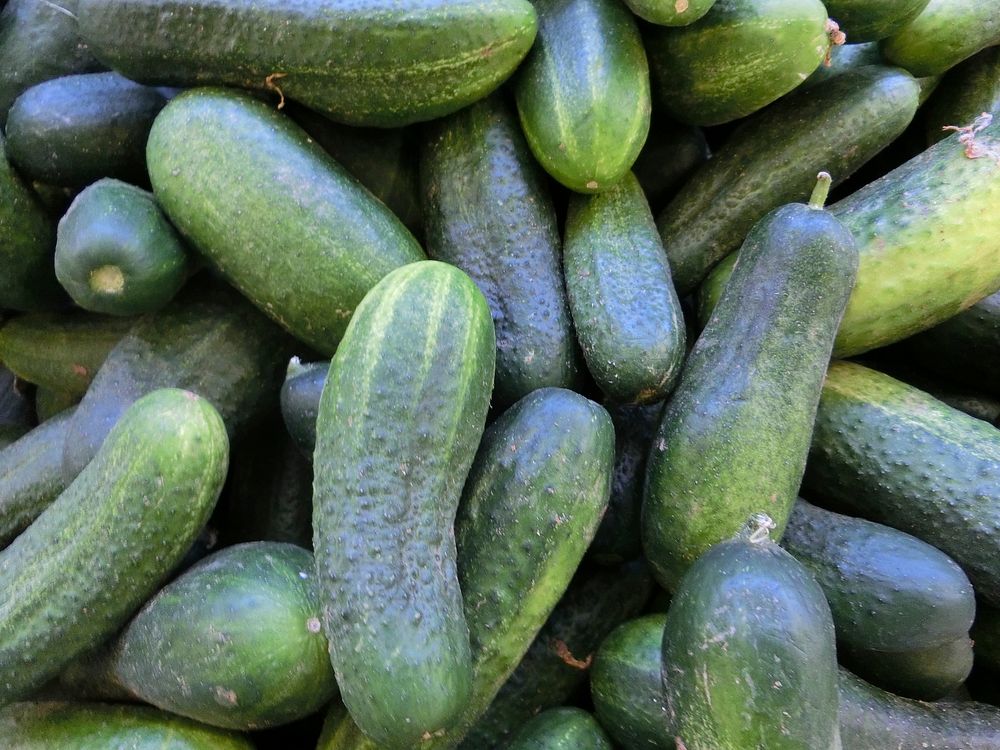 Cucumber vegetable. Free public domain CC0 photo