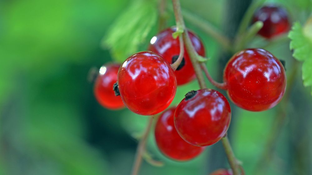 Closeup on red currant growing on bush. Free public domain CC0 photo.