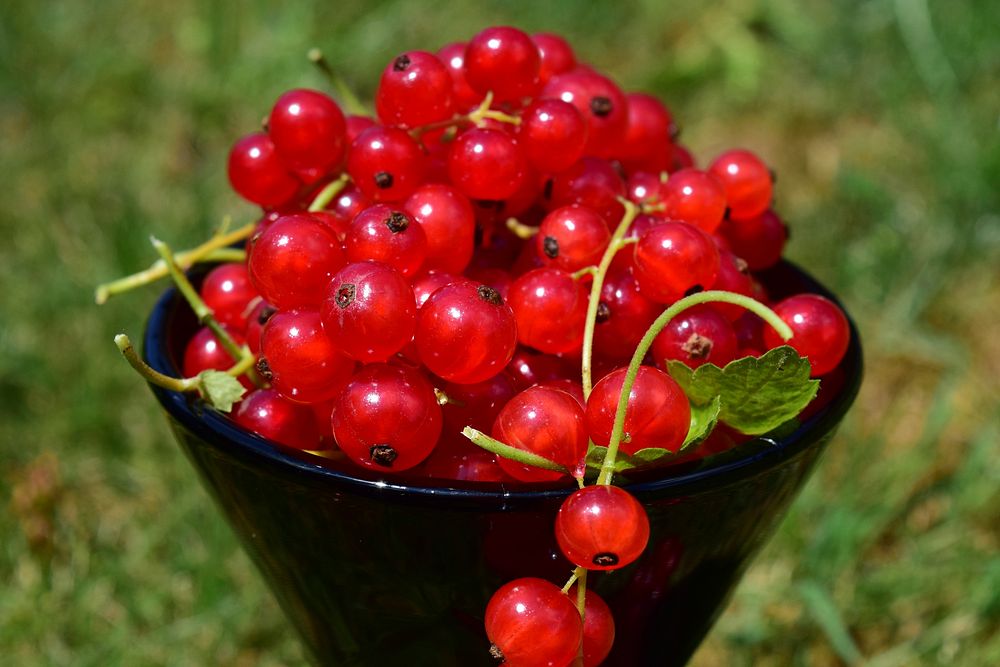 Red currants in bowl. Free public domain CC0 image. 