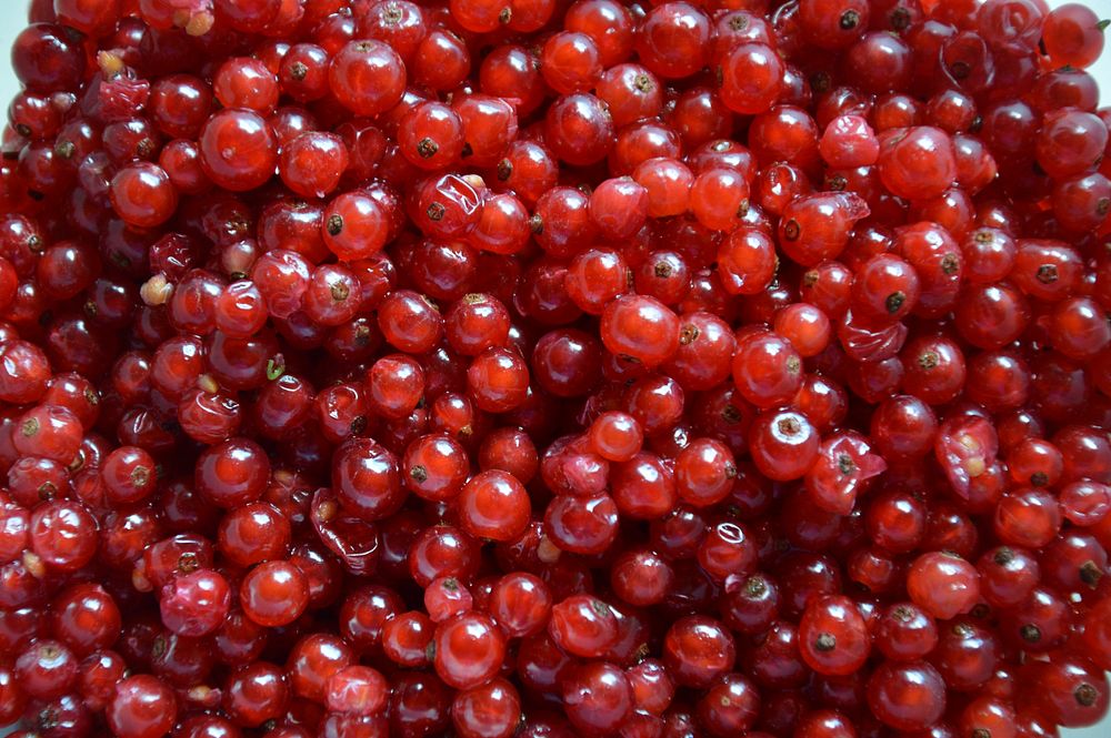 Closeup on pile of red currants. Free public domain CC0 photo/image. 