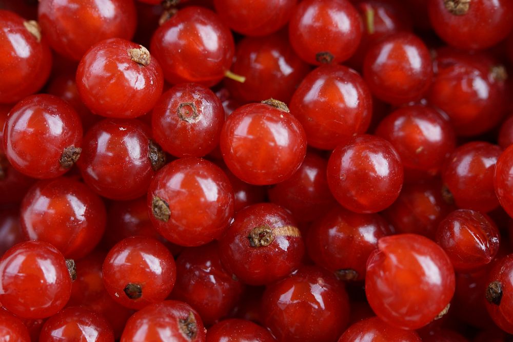 Closeup on pile of red currants. Free public domain CC0 photo/image. 