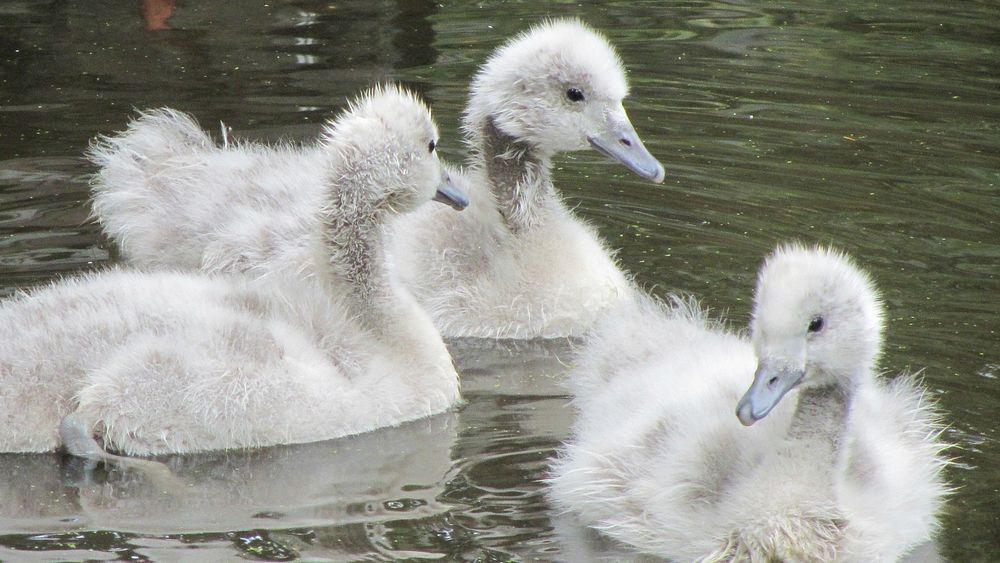 Fluffy babby swans swimming together. Free public domain CC0 image.