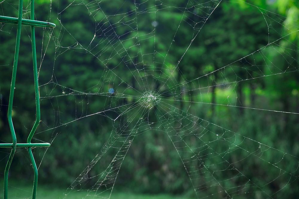 Spider web. Free public domain CC0 image.