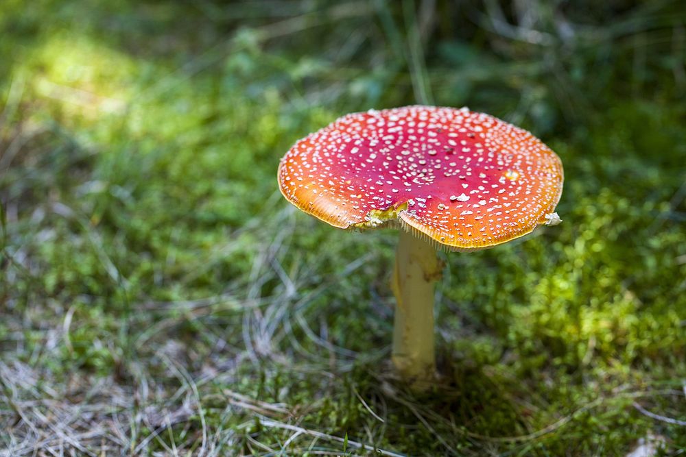Red mushroom hat, fly agaric toadstool. Free public domain CC0 image.