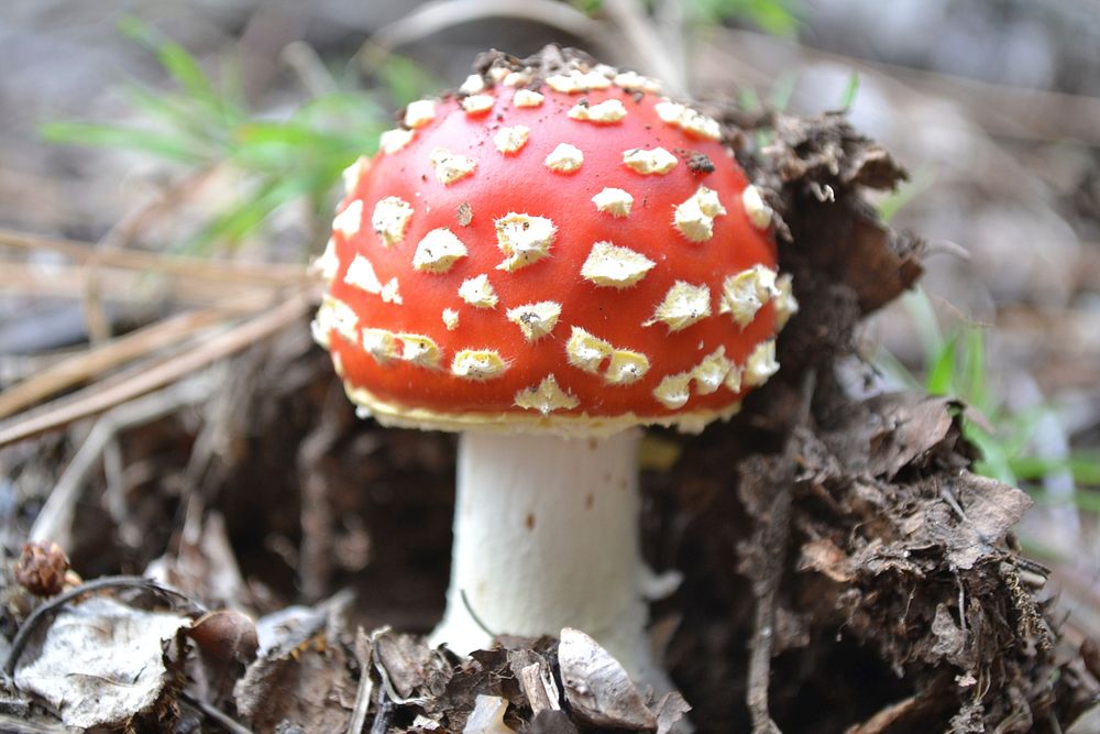 Red mushroom hat, fly agaric toadstool. Free public domain CC0 image.