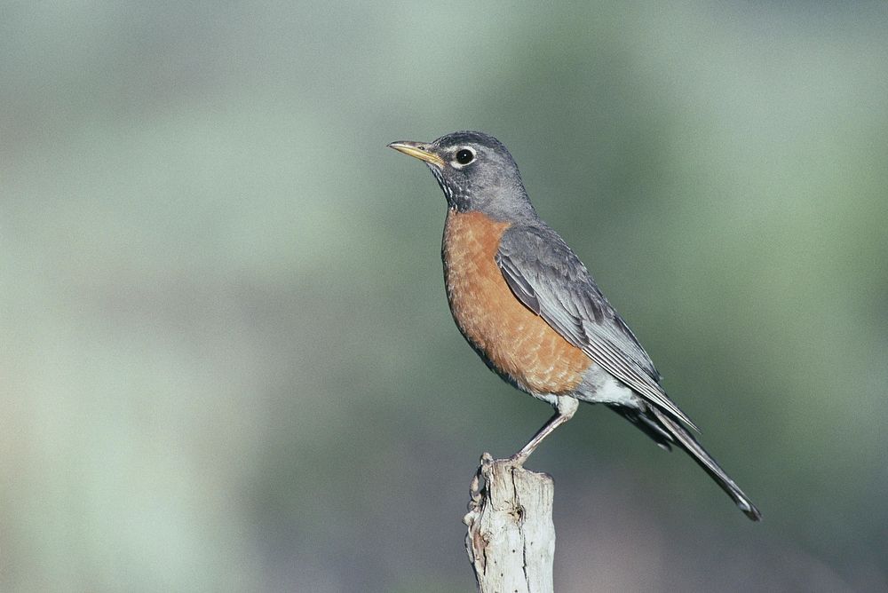 American Robin, bird photography. Free public domain CC0 image.