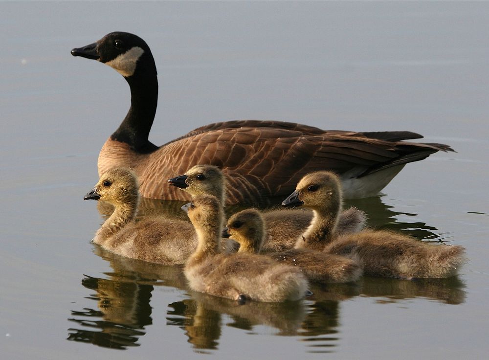 Canadian goose with goslings. Free public domain CC0 image.