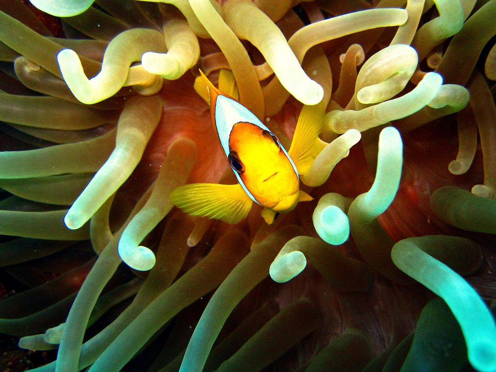Clownfish peeking through anemone closeup. Free public domain CC0 photo.