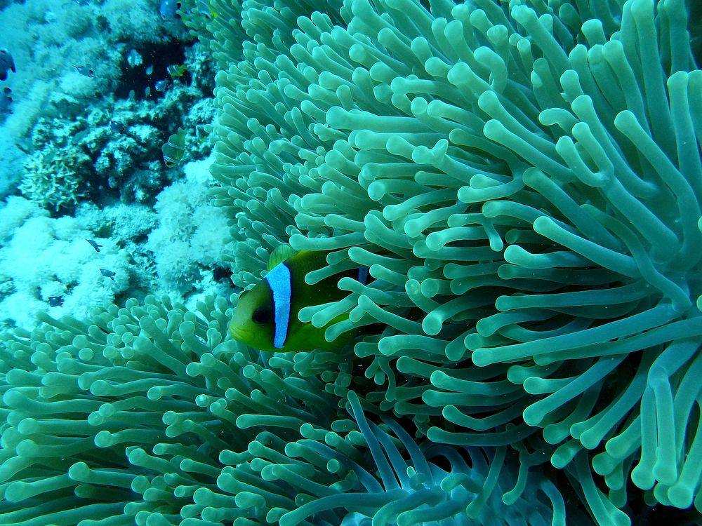 Clownfish peeking through anemone closeup. Free public domain CC0 photo.