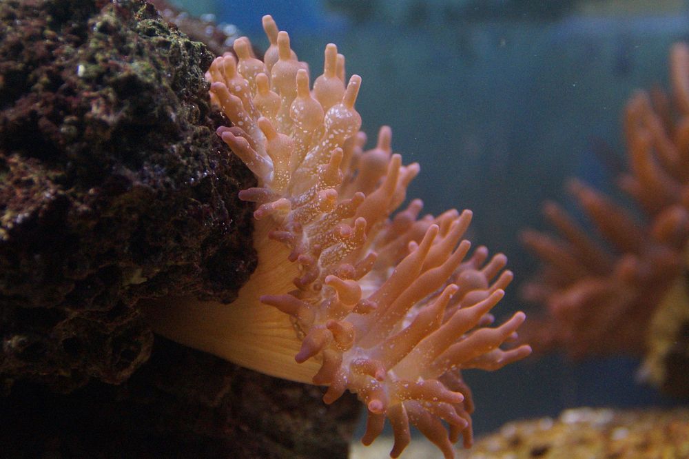 Bubble-tip anemone close up. Free public domain CC0 image.