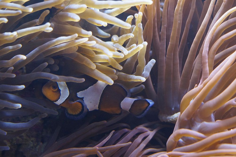 Clownfish hiding in anemone closeup. Free public domain CC0 photo.