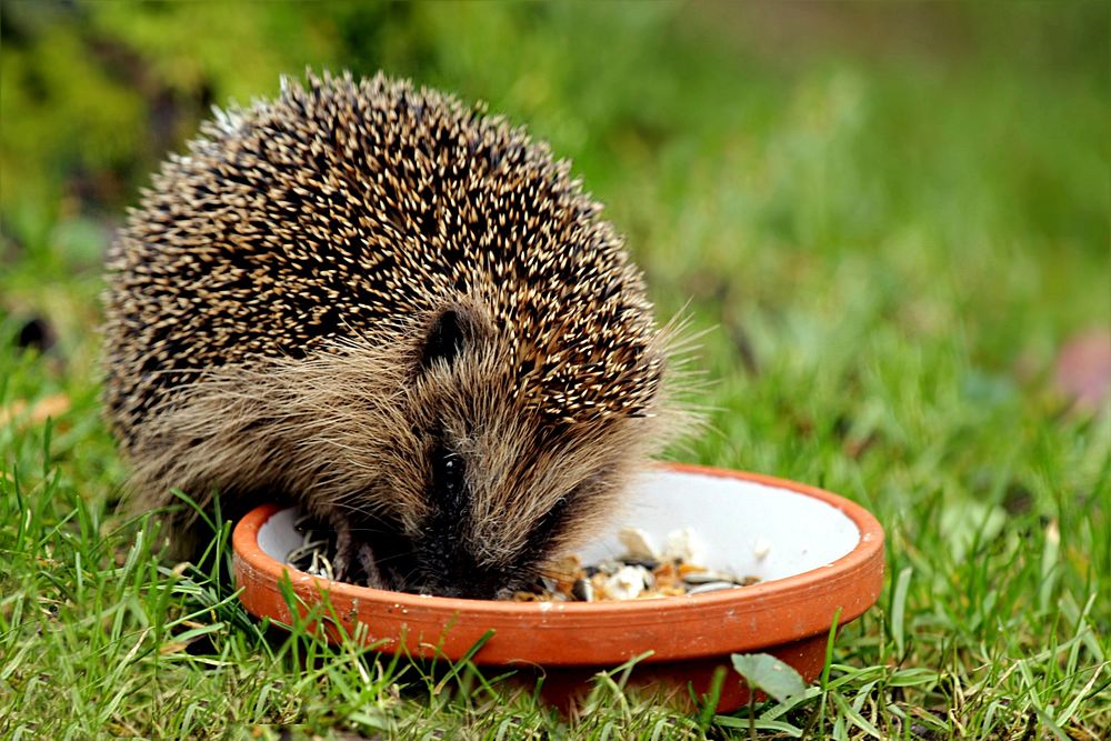 Cute hedgehog, animal image. Free public domain CC0 photo.