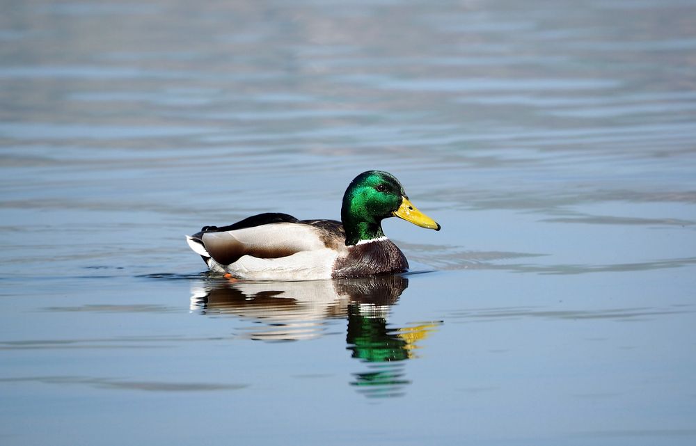 Green mallard duck close up. Free public domain CC0 photo.