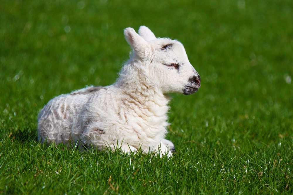 Baby sheep. Free public domain CC0 photo.