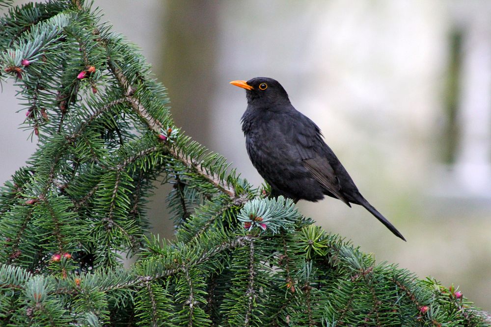 Common blackbird. Free public domain CC0 photo.