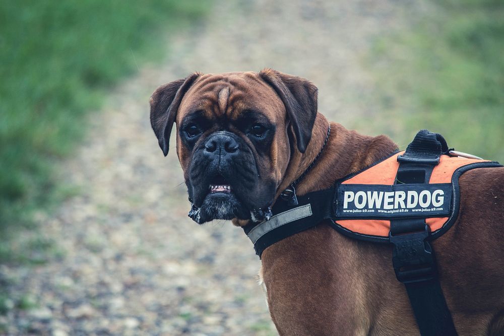 Brown dog with chest strap. Free public domain CC0 photo.