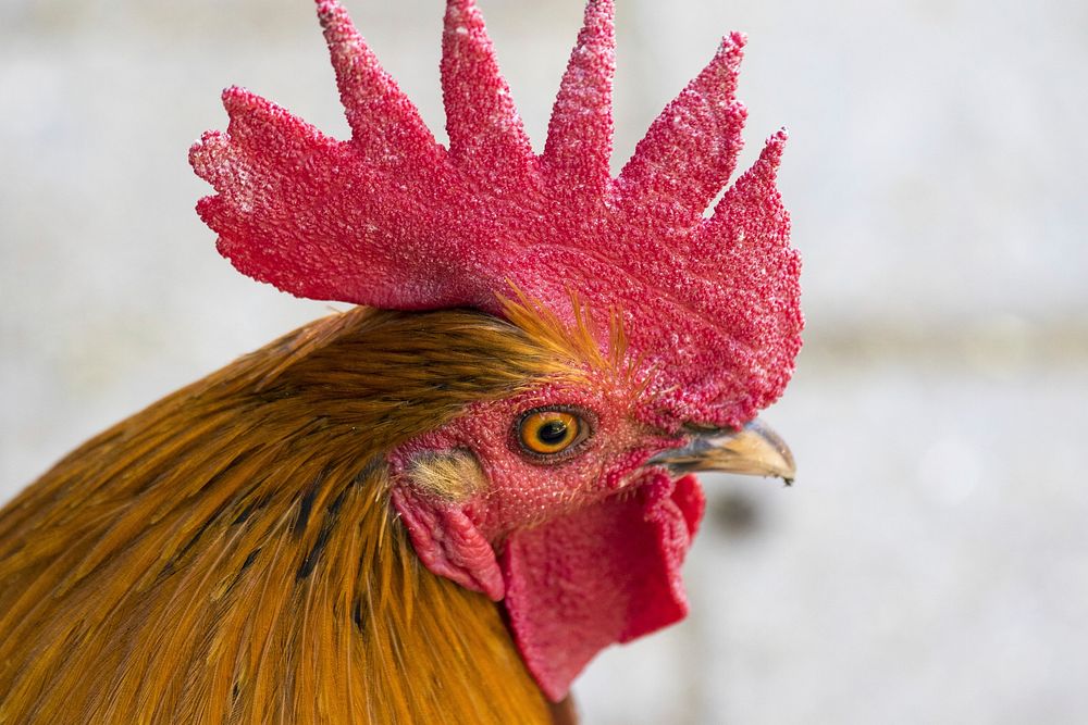 Rooster, poutry industry. Free public domain CC0 photo.