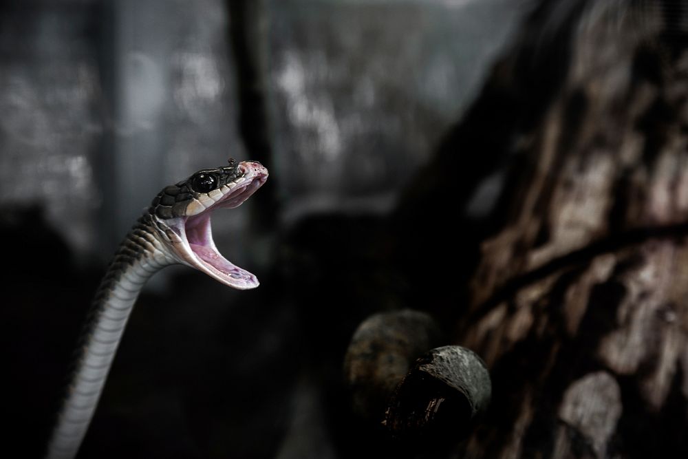 Snake & reptile animal. Free public domain CC0 image