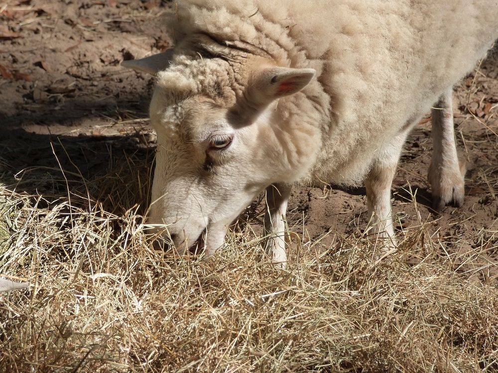 Sheep eating hay. Free public domain CC0 photo.