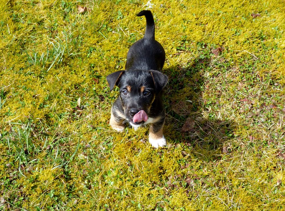 Black & white dog on grass. Free public domain CC0 photo.