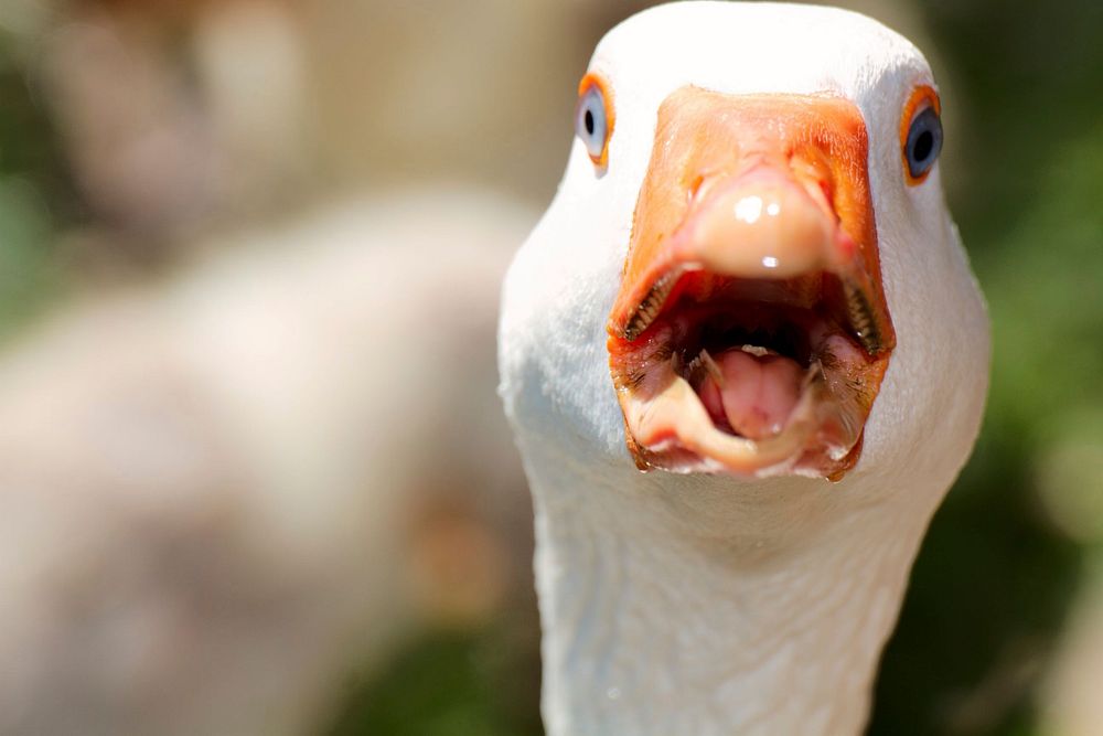 White domestic goose quacking closeup. Free public domain CC0 image.