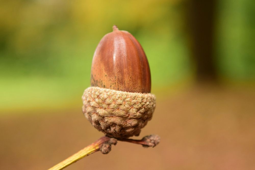 Acorn seed. Free public domain CC0 photo.