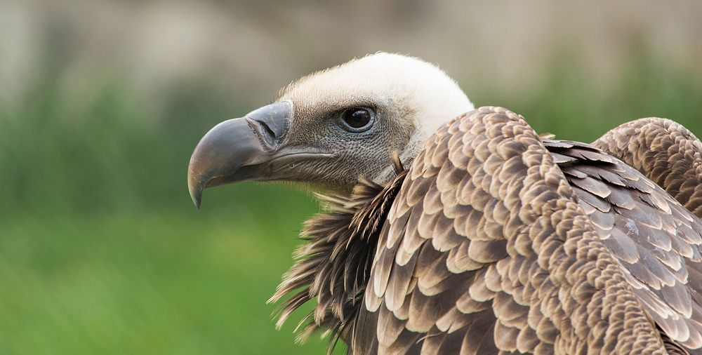 Vulture bird, animal image. Free public domain CC0 photo.