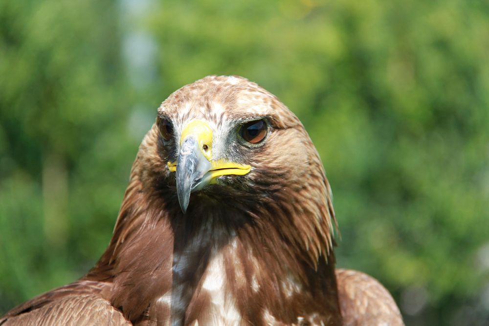 Golden eagle bird photography. Free public domain CC0 photo.
