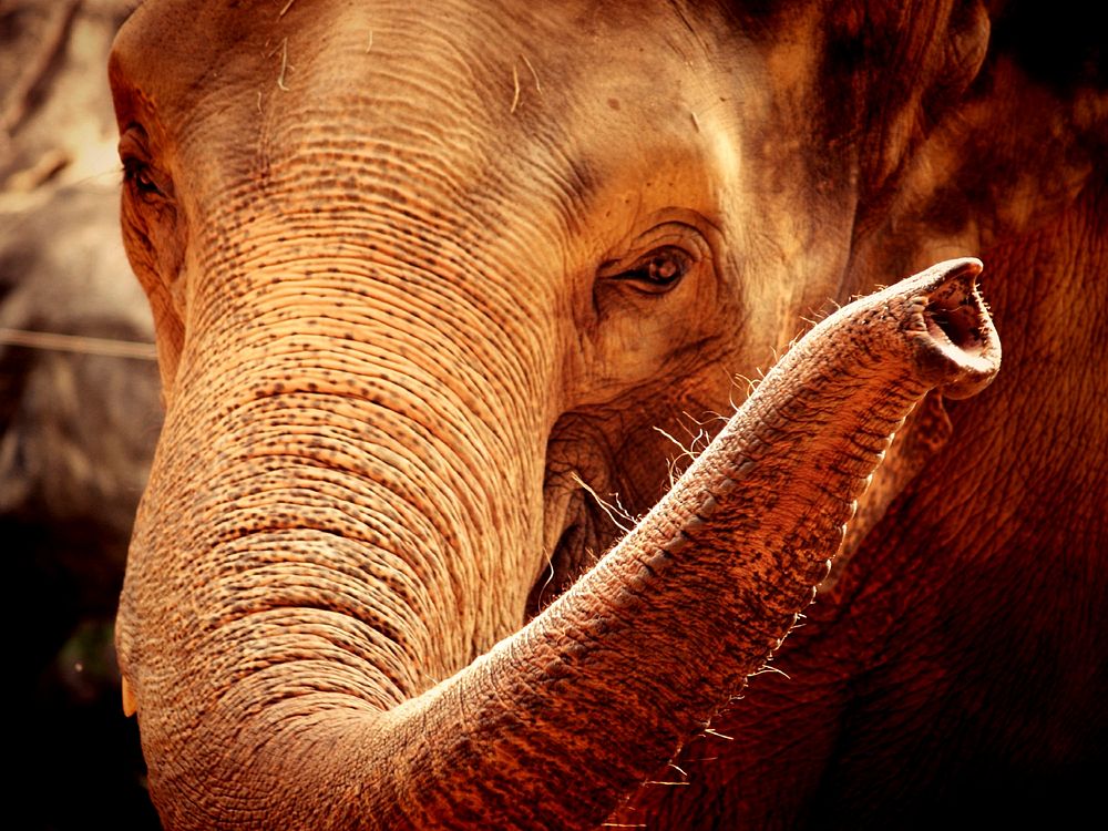 Elephant, animal & wildlife image. Free public domain CC0 photo.