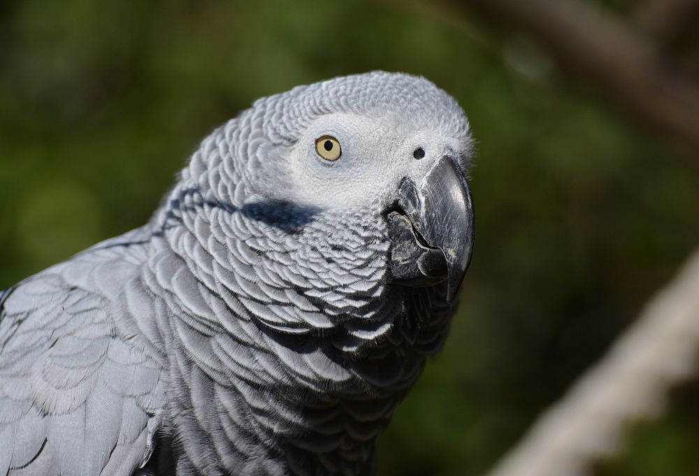 African grey parrot bird. Free public domain CC0 image.