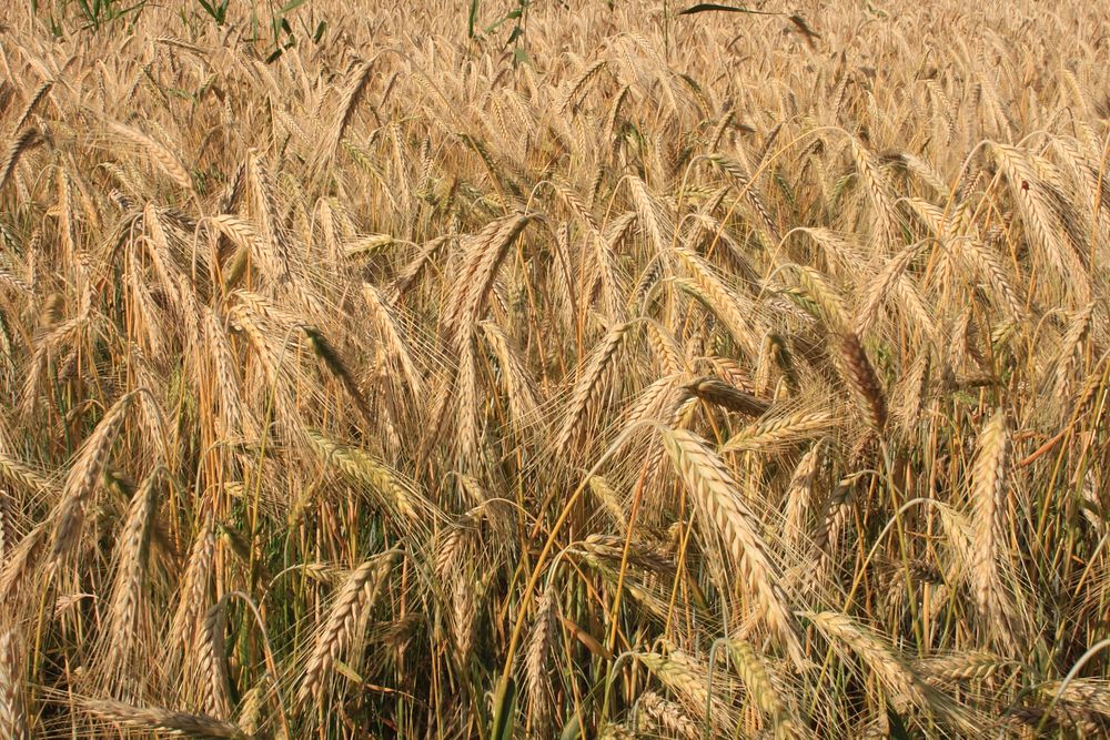 Wheat field, agriculture industry. Free public domain CC0 photo.