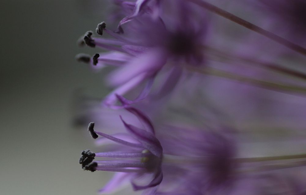 Purple allium. Free public domain CC0 image.