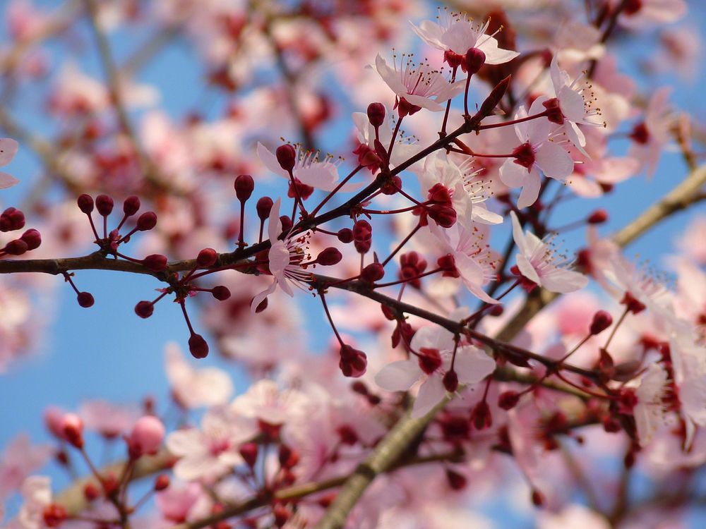 Pink plum blossom. Free public domain CC0 image.