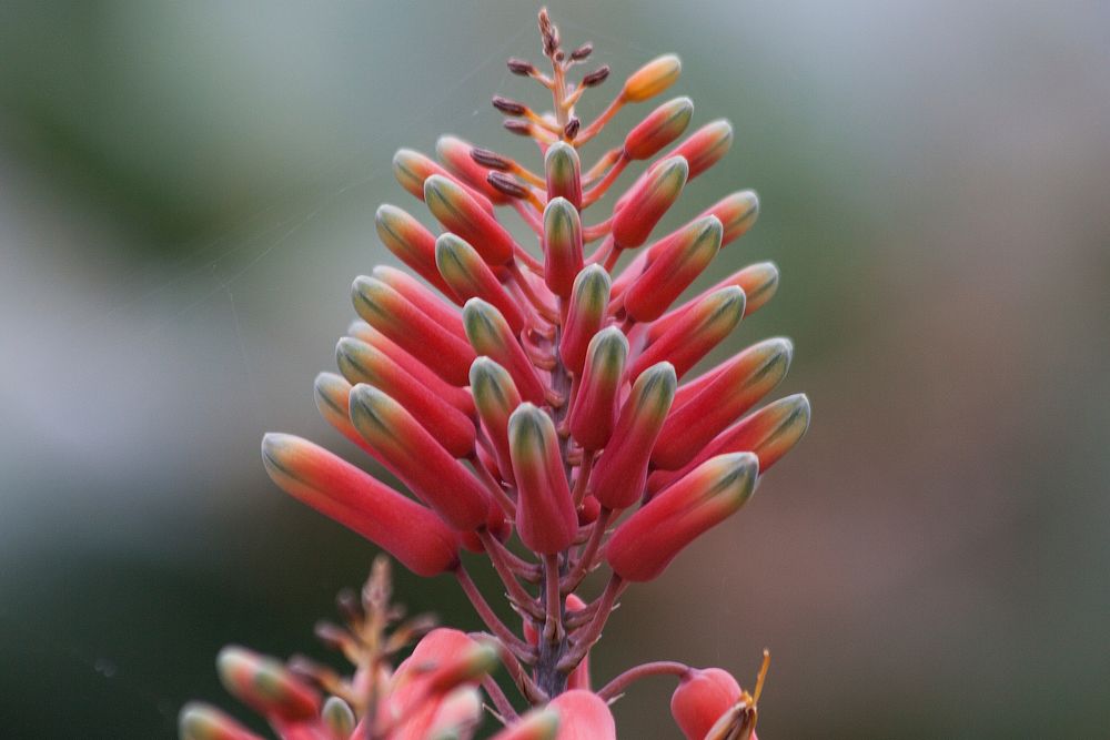 Aloe flower. Free public domain CC0 image.