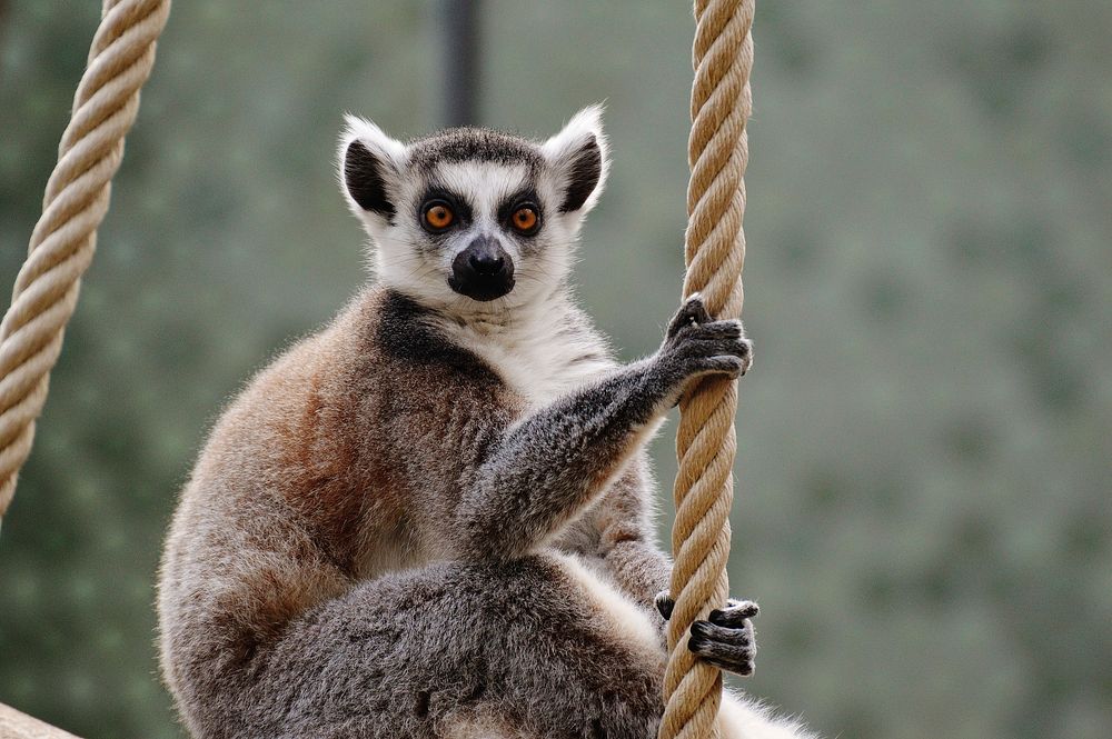 Ring-tailed lemur. Free public domain CC0 photo.