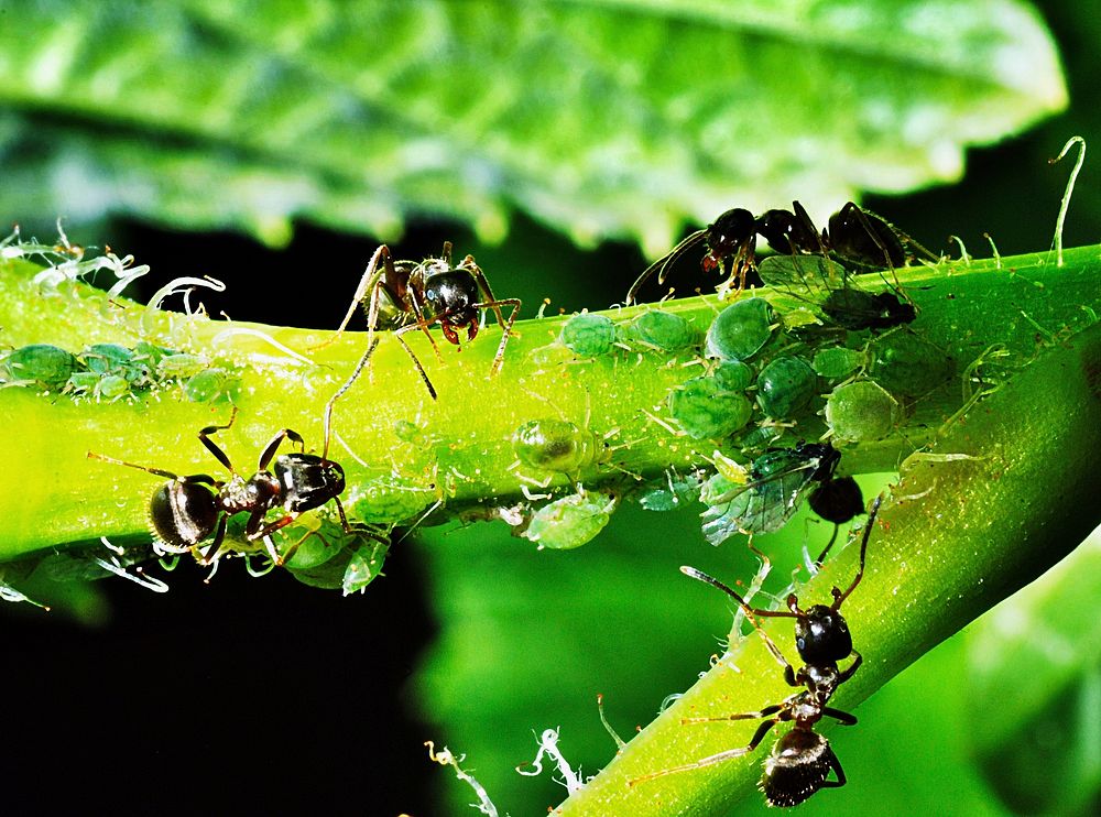 Ant photo. Free public domain CC0 image.