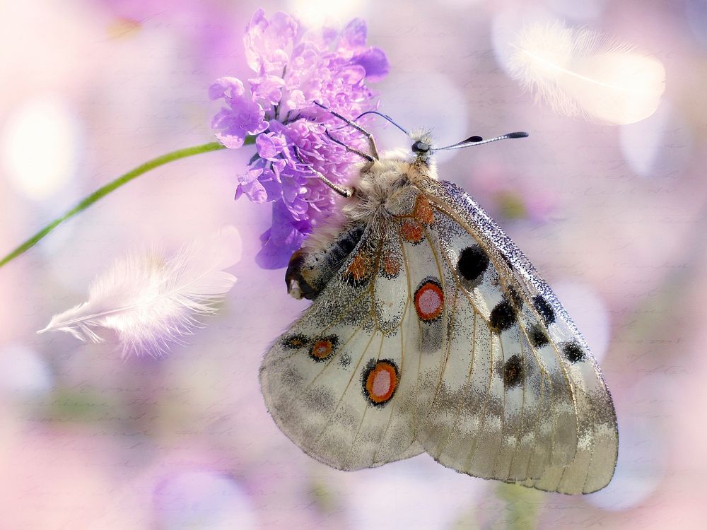 Beautiful butterfly on flower. Free public domain CC0 photo.