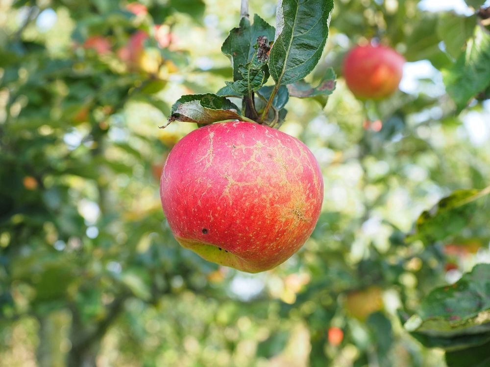 Closeup on red apple hanging on tree. Free public domain CC0 photo.